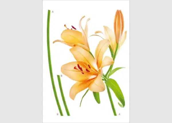 Wall Stickers Orange Lily, 65 x 85 cm, F 0450