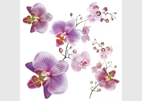 Wall Stickers Orchids, 30 x 30 cm, SS 3859