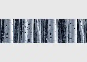 Wall Border Birchwood Enchantment | 5 m x 13.8 cm | WB 8207