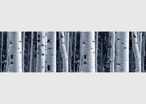 Wall Border Birchwood Enchantment | 5 m x 13.8 cm | WB 8207