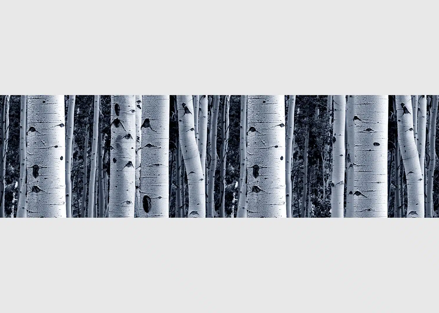 Wall Border Birchwood Enchantment | 5 m x 13.8 cm | WB 8207
